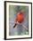 Summer Tanager, Texas, USA-Larry Ditto-Framed Photographic Print