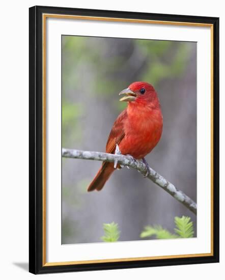 Summer Tanager, Texas, USA-Larry Ditto-Framed Photographic Print