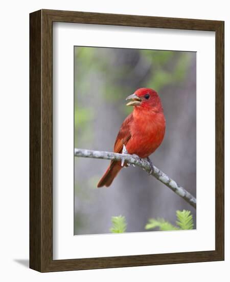 Summer Tanager, Texas, USA-Larry Ditto-Framed Photographic Print