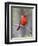 Summer Tanager, Texas, USA-Larry Ditto-Framed Photographic Print