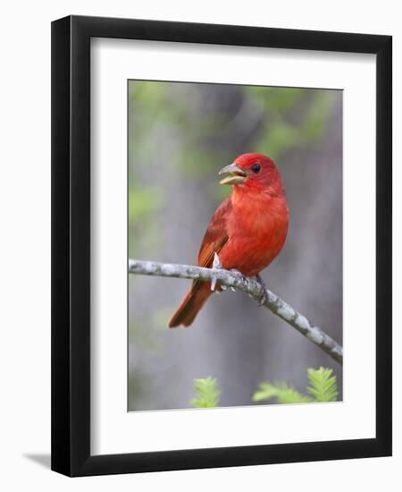 Summer Tanager, Texas, USA-Larry Ditto-Framed Photographic Print