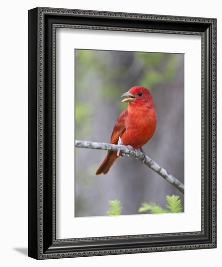 Summer Tanager, Texas, USA-Larry Ditto-Framed Photographic Print