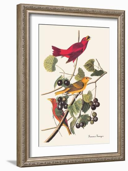 Summer Tanager-John James Audubon-Framed Art Print