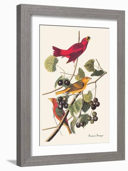 Summer Tanager-John James Audubon-Framed Art Print