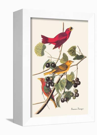 Summer Tanager-John James Audubon-Framed Art Print