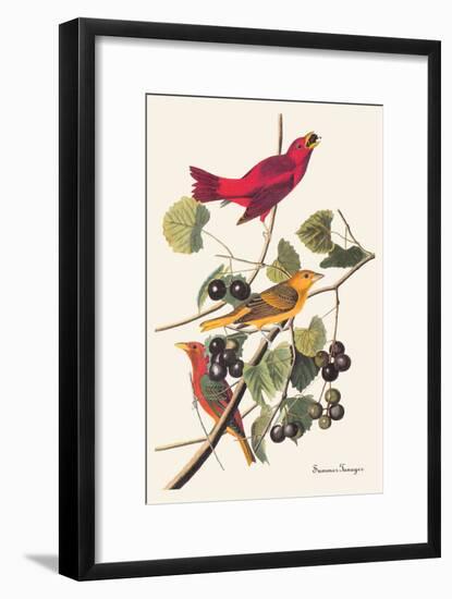 Summer Tanager-John James Audubon-Framed Art Print