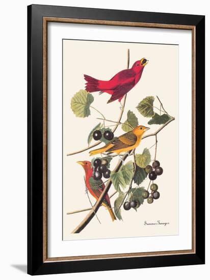 Summer Tanager-John James Audubon-Framed Art Print