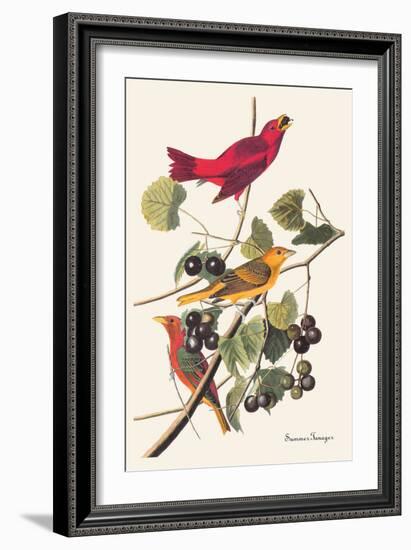 Summer Tanager-John James Audubon-Framed Art Print