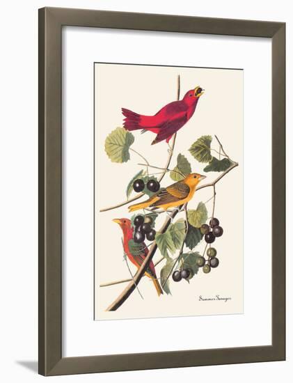 Summer Tanager-John James Audubon-Framed Art Print