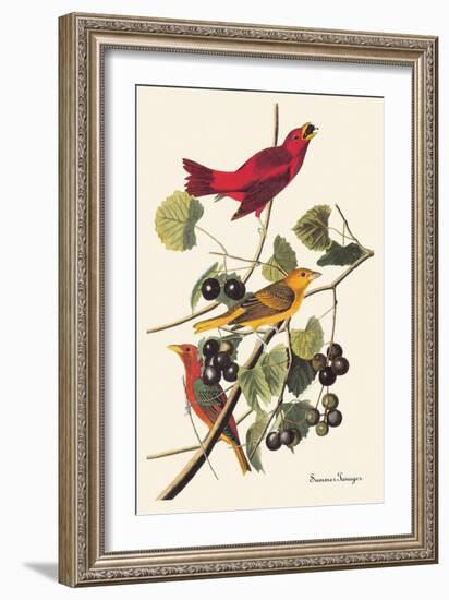 Summer Tanager-John James Audubon-Framed Art Print