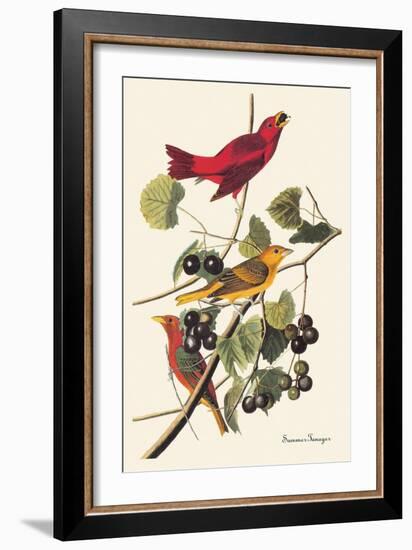 Summer Tanager-John James Audubon-Framed Art Print