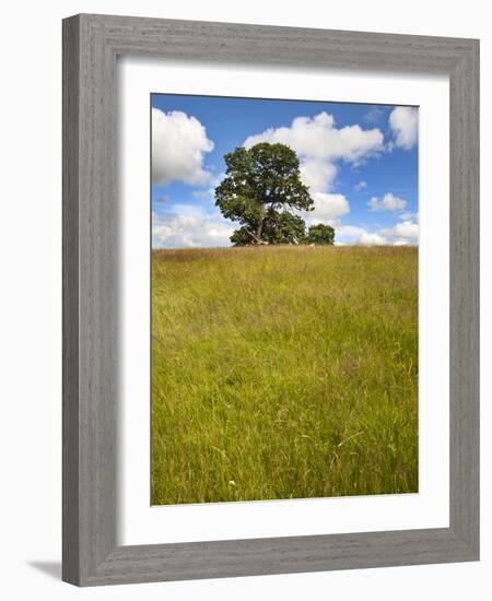 Summer Tree and Long Grass at Jacob Smith Park Knaresborough, North Yorkshire, Yorkshire, England-Mark Sunderland-Framed Photographic Print