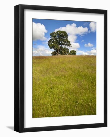 Summer Tree and Long Grass at Jacob Smith Park Knaresborough, North Yorkshire, Yorkshire, England-Mark Sunderland-Framed Photographic Print