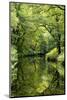 Summer trees reflected in River Teign, Dartmoor NP, Devon, UK-Ross Hoddinott-Mounted Photographic Print