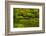 Summer, Upper Pond, Strolling Garden, Portland, Oregon, USA-Michel Hersen-Framed Photographic Print