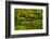 Summer, Upper Pond, Strolling Garden, Portland, Oregon, USA-Michel Hersen-Framed Photographic Print