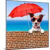 Summer Vacation Dog-Javier Brosch-Mounted Photographic Print