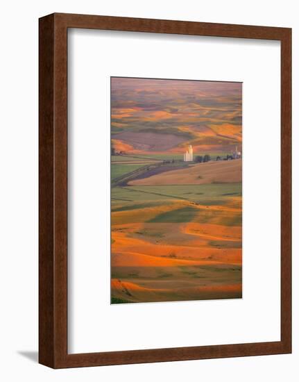 Summer Wheat, Barley and Lentil Fields, Washington, Palouse Area-Stuart Westmorland-Framed Photographic Print