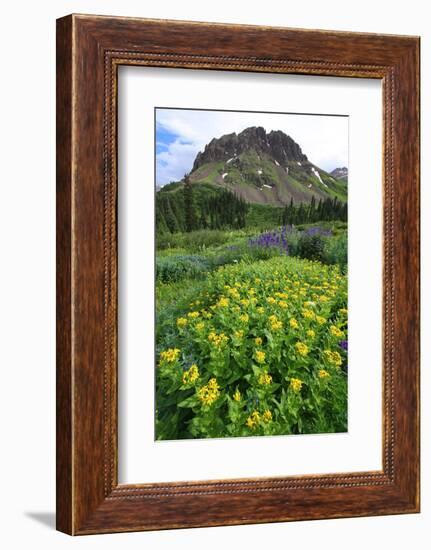 Summer wildflowers in Colorado's San Juan mountains, Colorado, United States of America, North Amer-Don Mammoser-Framed Photographic Print