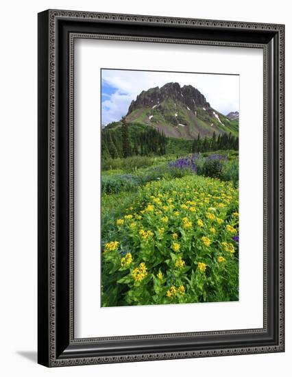 Summer wildflowers in Colorado's San Juan mountains, Colorado, United States of America, North Amer-Don Mammoser-Framed Photographic Print