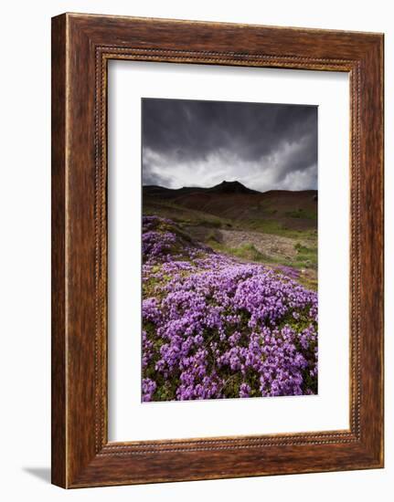 Summer Wildflowers in Iceland-Paul Souders-Framed Photographic Print