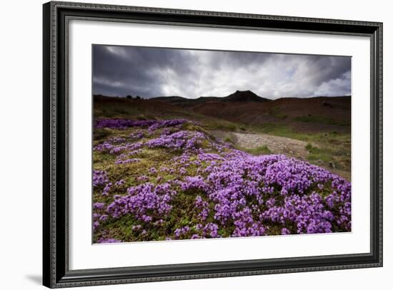 Summer Wildflowers in Iceland-null-Framed Photographic Print