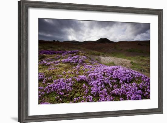 Summer Wildflowers in Iceland-null-Framed Photographic Print