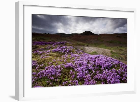 Summer Wildflowers in Iceland-null-Framed Photographic Print