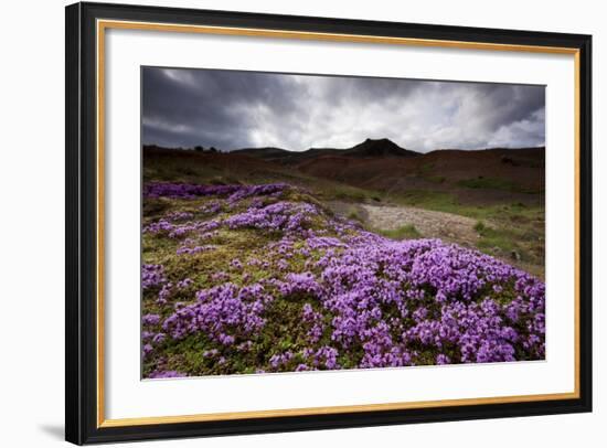 Summer Wildflowers in Iceland-null-Framed Photographic Print