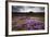 Summer Wildflowers in Iceland-null-Framed Photographic Print
