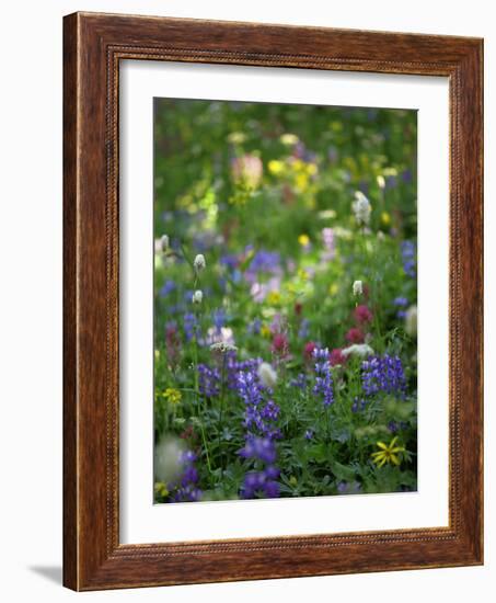 Summer Wildflowers in Mt Rainier National Park, Washington-Jerry Ginsberg-Framed Photographic Print