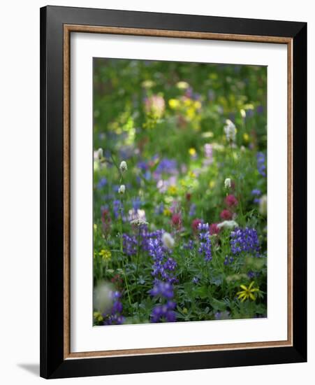 Summer Wildflowers in Mt Rainier National Park, Washington-Jerry Ginsberg-Framed Photographic Print