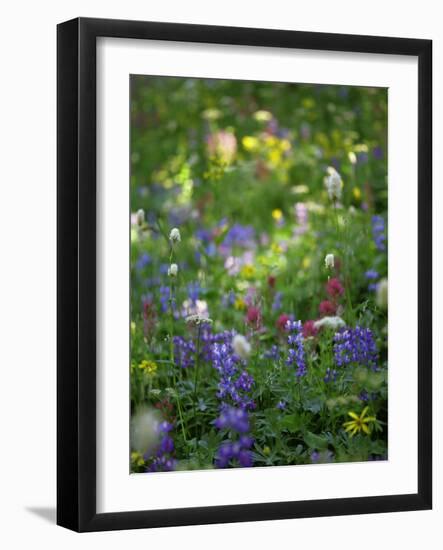 Summer Wildflowers in Mt Rainier National Park, Washington-Jerry Ginsberg-Framed Photographic Print