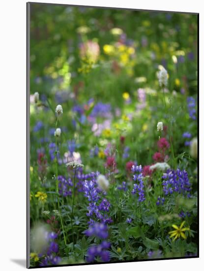 Summer Wildflowers in Mt Rainier National Park, Washington-Jerry Ginsberg-Mounted Photographic Print