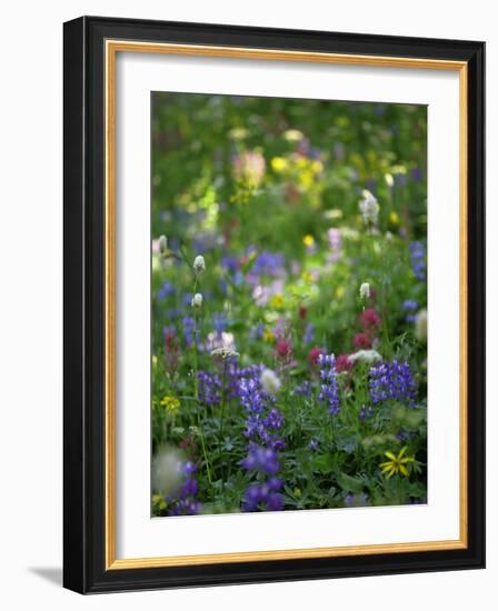 Summer Wildflowers in Mt Rainier National Park, Washington-Jerry Ginsberg-Framed Photographic Print