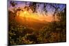 Summer Wonderland at Sunrise Oakland Hills California-Vincent James-Mounted Photographic Print