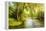 Summer Wood Lake With Trees And Bushes-balaikin2009-Framed Stretched Canvas