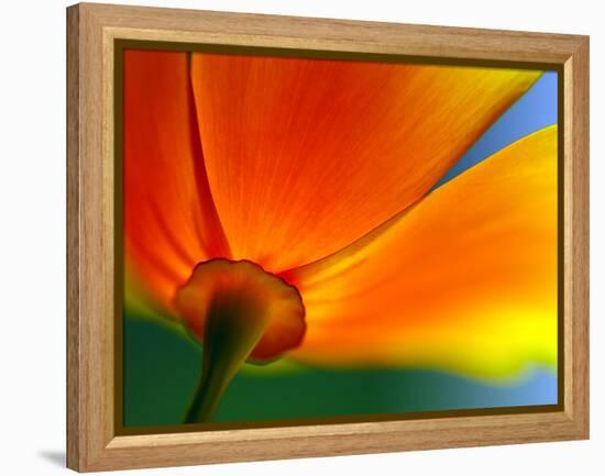 Summer-Ursula Abresch-Framed Premier Image Canvas