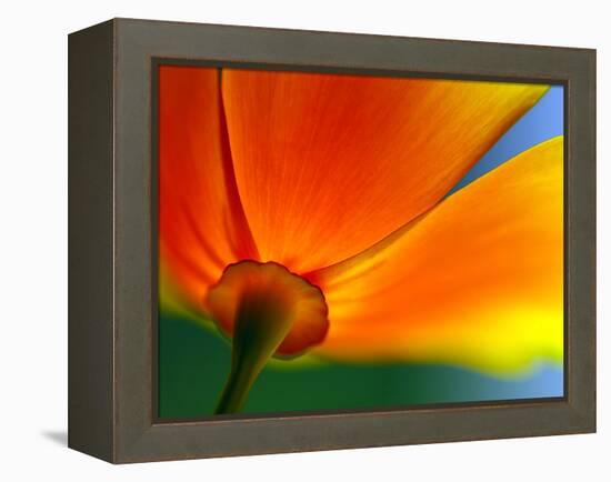 Summer-Ursula Abresch-Framed Premier Image Canvas