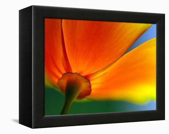 Summer-Ursula Abresch-Framed Premier Image Canvas