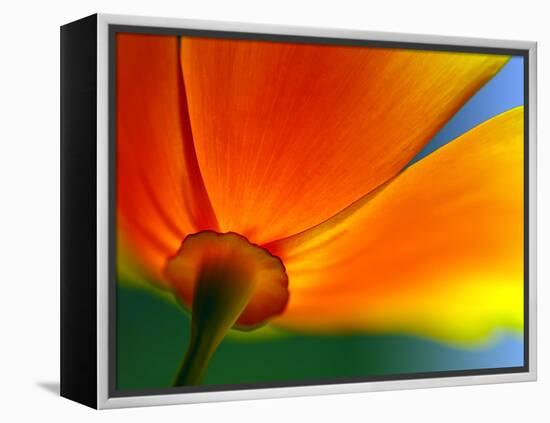 Summer-Ursula Abresch-Framed Premier Image Canvas