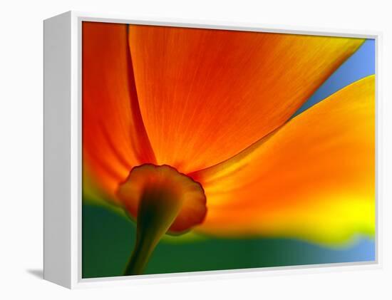 Summer-Ursula Abresch-Framed Premier Image Canvas