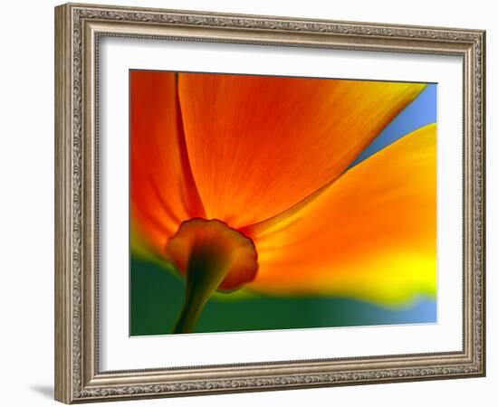 Summer-Ursula Abresch-Framed Photographic Print