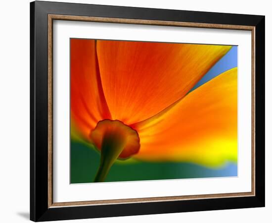 Summer-Ursula Abresch-Framed Photographic Print