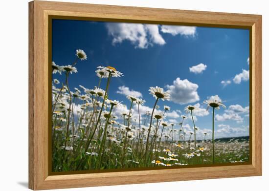 Summer-Yanika-Framed Premier Image Canvas