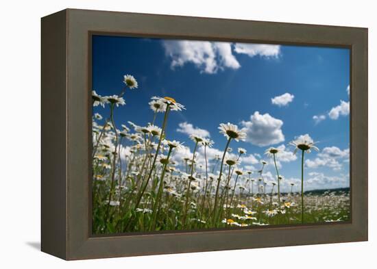 Summer-Yanika-Framed Premier Image Canvas