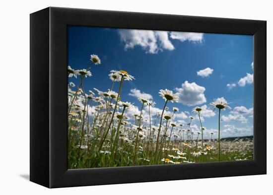 Summer-Yanika-Framed Premier Image Canvas