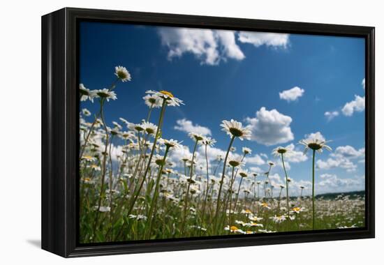 Summer-Yanika-Framed Premier Image Canvas