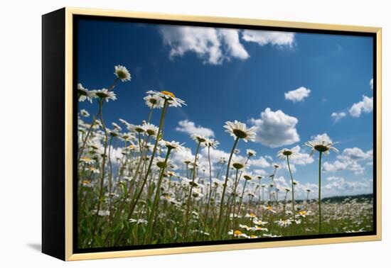 Summer-Yanika-Framed Premier Image Canvas