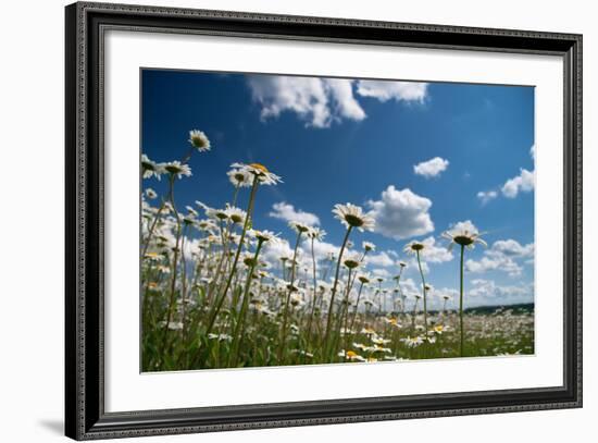 Summer-Yanika-Framed Photographic Print